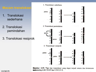 Macam translokasi

1. Translokasi
   sederhana

2. Translokasi
    pemindahan

3. Translokasi resiprok
 