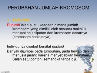 PERUBAHAN JUMLAH KROMOSOM

1. EUPLOIDI
Euploidi ialah suatu keadaan dimana jumlah
   kromosom yang dimiliki oleh sesuatu makhluk
   merupakan kelipatan dari kromosom dasarnya
   (kromosom haploidnya)

Individunya disebut bersifat euploid
Banyak dijumpai pada tumbuhan, pada hewan dan
    manusia jarang karena menyebabkan kematian.
    Salah satu contoh: semangka tanpa biji.
 