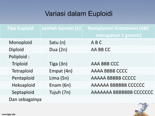 Variasi dalam Euploidi

Tipe Euploid     Jumlah Genom (n)   Komplemen kromosom (ABC
                                       merupakan 1 genom)
Monoploid           Satu (n)         ABC
Diploid             Dua (2n)         AA BB CC
Poliploid :
 Triploid           Tiga (3n)        AAA BBB CCC
 Tetraploid         Empat (4n)       AAAA BBBB CCCC
 Pentaploid         Lima (5n)        AAAAA BBBBB CCCCC
 Heksaploid         Enam (6n)        AAAAAA BBBBBB CCCCCC
 Septaploid         Tujuh (7n)       AAAAAAA BBBBBBB CCCCCCC
Dan sebagainya
 