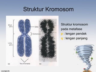 Struktur Kromosom

            Struktur kromosom
            pada metafase
            p : lengan pendek
            q : lengan panjang
 