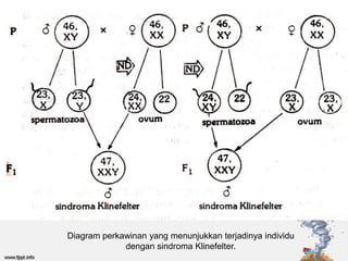 Diagram perkawinan yang menunjukkan terjadinya individu
             dengan sindroma Klinefelter.
 