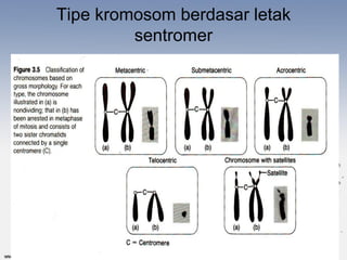 Tipe kromosom berdasar letak
         sentromer
 