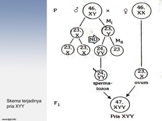 Skema terjadinya
pria XYY
 