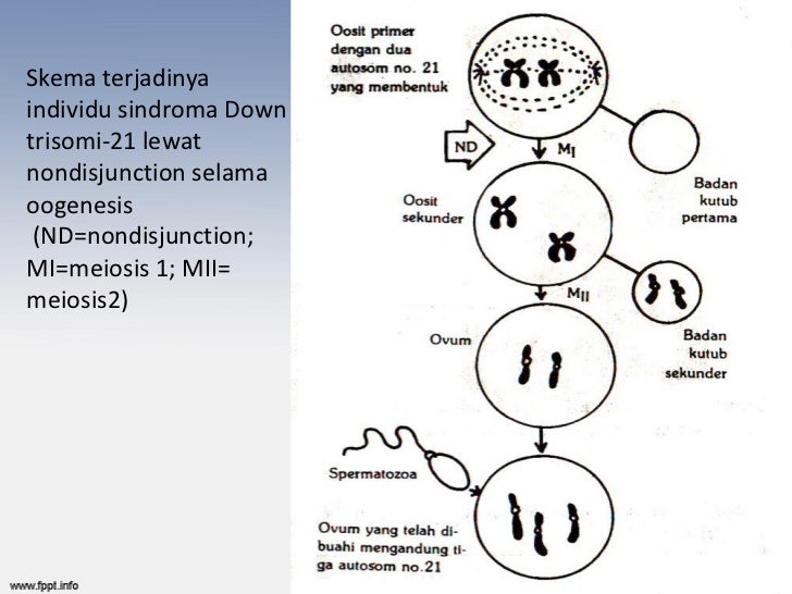 Gambar Diagram Kromosom  Perkawinan Laki  Laki  Dan  Perempuan  