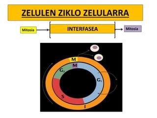 ZELULEN ZIKLO ZELULARRA
INTERFASEA MitosiaMitosia
 