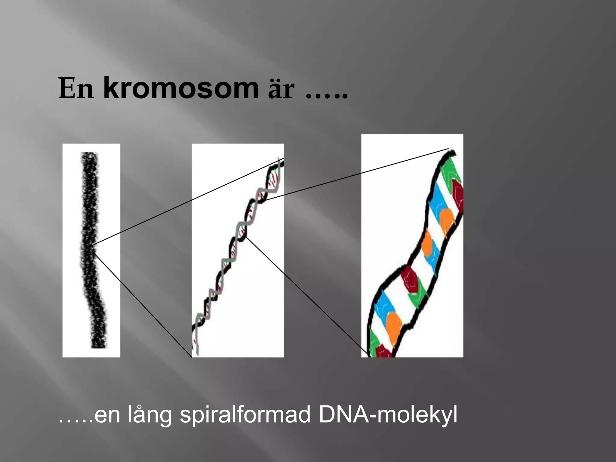Kromosomer dna och gener | PPTX