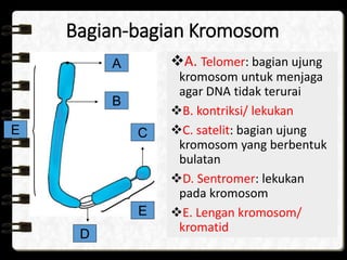 Bagian kromosom yang berperan sebagai tempat alel berada adalah