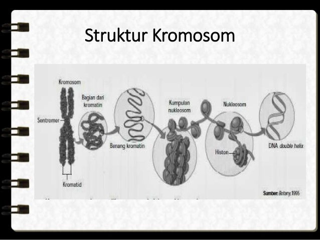 KROMOSOM, GEN, DAN DNA