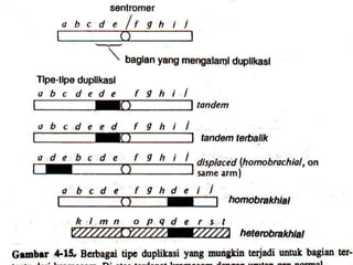 PERUBAHAN JUMLAH KROMOSOM
Secara umum, perubahan jumlah kromosom
ada dua jenis, yaitu :
• Euploidi
• Aneuploidi
 