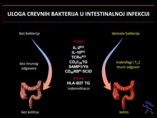 ULOGA CREVNIH BAKTERIJA U INTESTINALNOJ INFEKCIJI


    bez bakterija                   domade bakterije

                       miševi




    bez imunog                        makrofagi i TH1
     odgovora                         imuni odgovor

                       pacovi

                    indomethacin




     bez kolitisa                       kolitis
 
