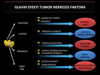 GLAVNI EFEKTI TUMOR NEKROZIS FAKTORA

               zapaljenski citokini
               hemokini                        aktivacija
 makrofagi
                                                 upale


               adhezioni molekuli                povećana
  endotel                                   ćelijska infiltracija


               reakcija akutne faze            porast CRP
                                                u serumu

 fibroblasti   sinteza metaloproteinaza
               produkcija kolagena
                                                tkivna
                                               oštećenja
               jonski transport
               propustljivost             poremećena ćelijska
  epitel
                                            funkcionalnost
   CRP
 