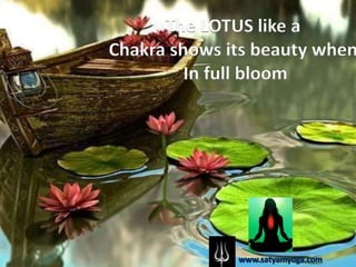 The LOTUS like a
Chakra shows its beauty when
         In full bloom
 