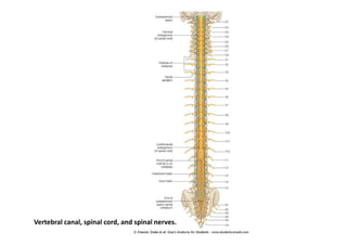 Vertebral canal, spinal cord, and spinal nerves.
 