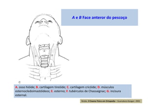Reider, O Exame Físico em Ortopedia – Guanabara Koogan -2001
A. osso hióide; B. cartilagem tireóide; C. cartilagem cricóide; D. músculos
esternocledoimastóideos; E. esterno; F. tubérculos de Chassaignac; G. incisura
esternal.
A e B Face anteror do pescoço
 