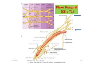 07/12/2015 Dr. José Heitor M. Fernandes 110
Plexo Braquial
(C5 a T1)
 