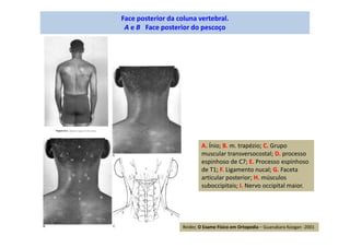 Face posterior da coluna vertebral.
A e B Face posterior do pescoço
A. Ínio; B. m. trapézio; C. Grupo
muscular transversocostal; D. processo
espinhoso de C7; E. Processo espinhoso
de T1; F. Ligamento nucal; G. Faceta
articular posterior; H. músculos
suboccipitais; I. Nervo occipital maior.
Reider, O Exame Físico em Ortopedia – Guanabara Koogan -2001
 