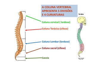 A COLUNA VERTEBRAL
APRESENTA 5 DIVISÕES
E 4 CURVATURAS
Coluna cervical ( lordose)
Coluna Torácica (cifose)
Coluna Lombar (lordose)
Coluna sacral (cifose)
Coccix
 