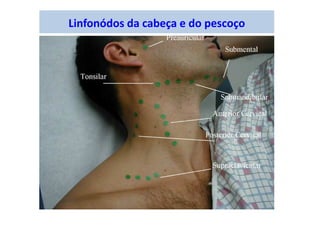 Linfonódos da cabeça e do pescoço
 