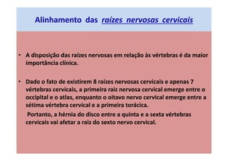 Alinhamento das raízes nervosas cervicais
• A disposição das raízes nervosas em relação às vértebras é da maior
importância clínica.
• Dado o fato de existirem 8 raízes nervosas cervicais e apenas 7
vértebras cervicais, a primeira raiz nervosa cervical emerge entre o
occipital e o atlas, enquanto o oitavo nervo cervical emerge entre a
sétima vértebra cervical e a primeira torácica.
Portanto, a hérnia do disco entre a quinta e a sexta vértebras
cervicais vai afetar a raiz do sexto nervo cervical.
 