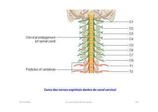 07/12/2015 Dr. José Heitor M. Fernandes 125
Curso dos nervos espinhais dentro do canal cervical
 