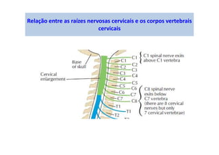 Relação entre as raízes nervosas cervicais e os corpos vertebrais
cervicais
 
