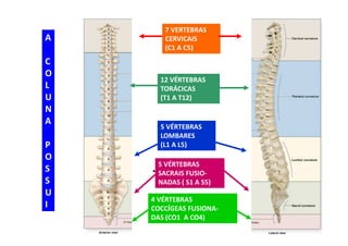 7 VERTEBRAS
CERVICAIS
(C1 A C5)
A
C
O
L
U
N
A
P
O
S
S
U
I
12 VÉRTEBRAS
TORÁCICAS
(T1 A T12)
5 VÉRTEBRAS
LOMBARES
(L1 A L5)
5 VÉRTEBRAS
SACRAIS FUSIO-
NADAS ( S1 A S5)
4 VÉRTEBRAS
COCCÍGEAS FUSIONA-
DAS (CO1 A CO4)
 