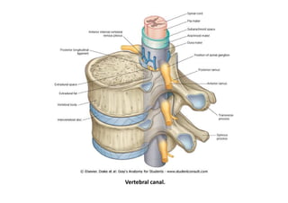 figura
Vertebral canal.
 
