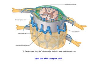 figura
Veins that drain the spinal cord.
 