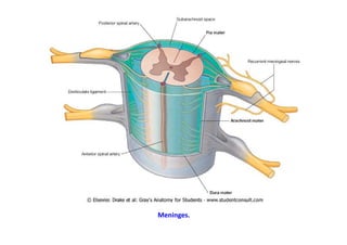 figura
Meninges.
 