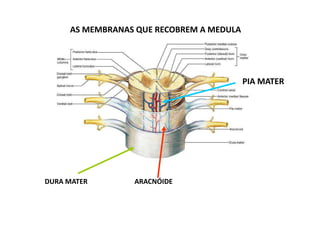 figura
AS MEMBRANAS QUE RECOBREM A MEDULA
DURA MATER ARACNÓIDE
PIA MATER
 