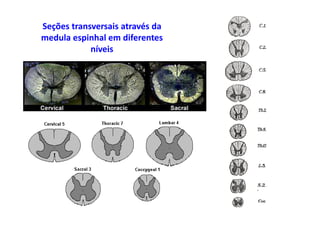 Seções transversais através da
medula espinhal em diferentes
níveis
 