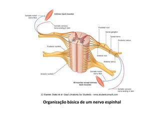 Organização básica de um nervo espinhal
 