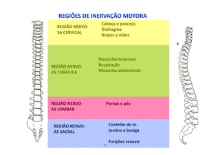 REGIÃO NERVO-
SA CERVICAL
Cabeça e pescoço
Diafragma
Braços e mãos
REGIÃO NERVO-
AS TORÁCICA
Músculos torácicos
Respiração
Músculos abdominais
REGIÃO NERVO-
AS LOMBAR
Pernas e pés
REGIÃO NERVO-
AS SACRAL
Contrôle do in-
testino e bexiga
Funções sexuais
REGIÕES DE INERVAÇÃO MOTORA
 