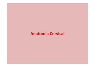 Anatomia Cervical
 
