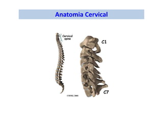 Anatomia Cervical
 