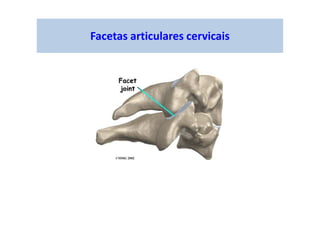Facetas articulares cervicais
 