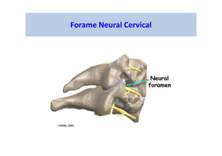 Forame Neural Cervical
 