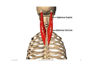 figura
07/12/2015 Dr. José Heitor M. Fernandes 51
< center>
 