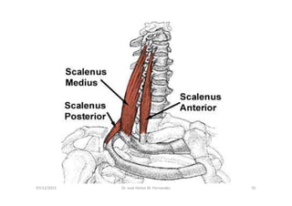 figura
07/12/2015 Dr. José Heitor M. Fernandes 55
<>
 