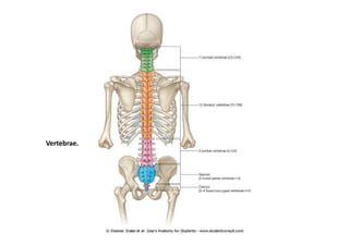 Vertebrae.
 