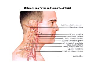 Relações anatômicas e Circulação Arterial
 