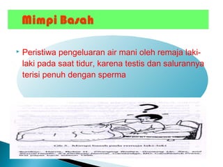  Peristiwa pengeluaran air mani oleh remaja laki-
laki pada saat tidur, karena testis dan salurannya
terisi penuh dengan sperma
 