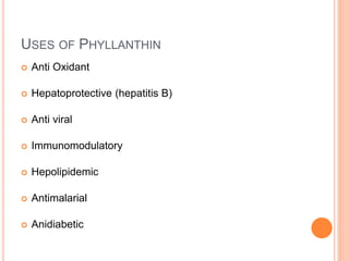 Phyllanthin Analysis of quercetin and phyllanthin | PPTX