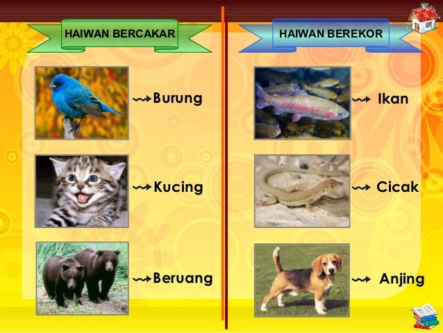 Bahagian Badan Haiwan (D20112054684)