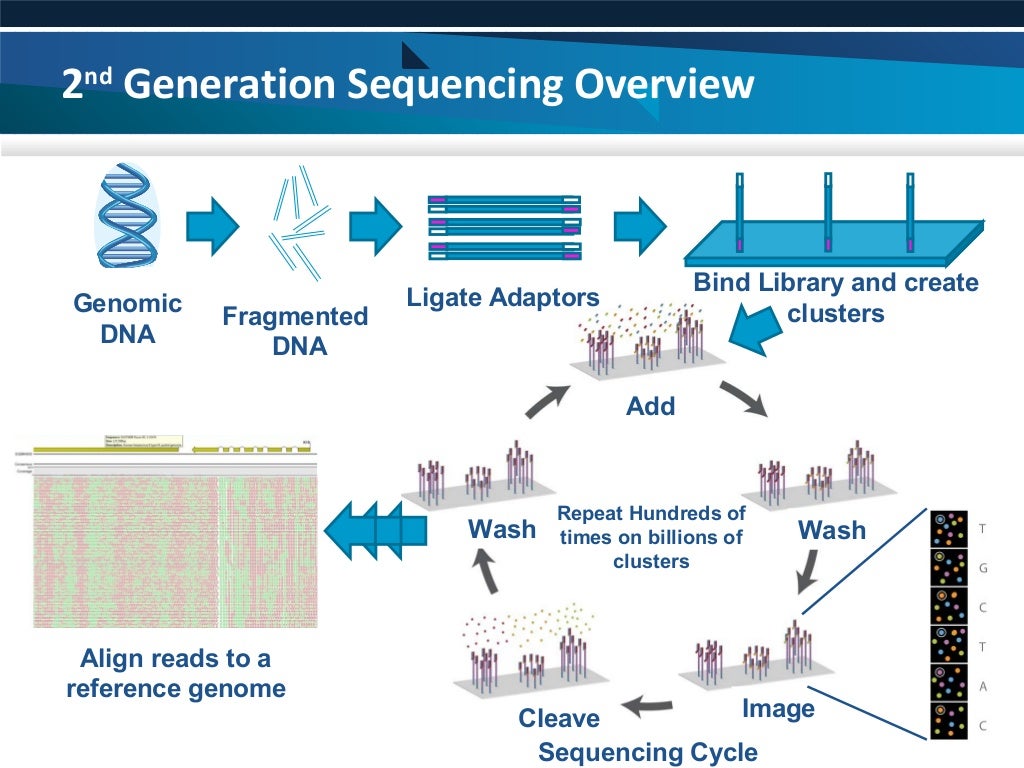 High Throughput Sequencing: An Overview Of Sequencing Chemistry – ADETVC
