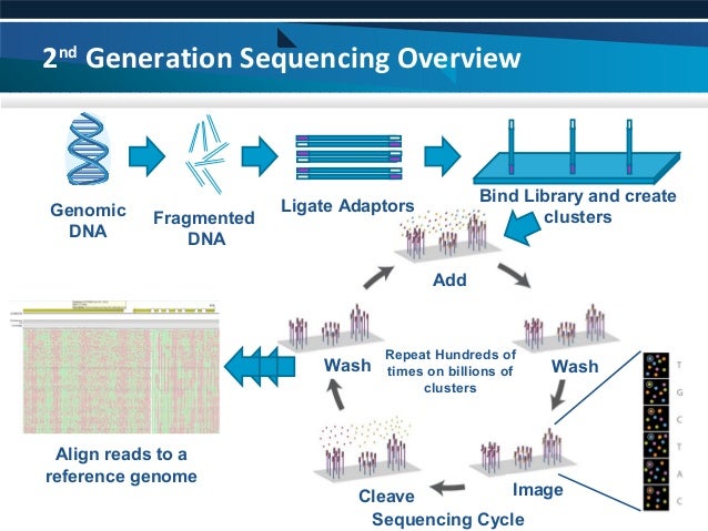 genomic library