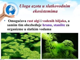 Uloga azota u slatkovodnim
ekosistemima
Omogućava rast algi i vodenih biljaka, a
samim tim obezbeđuje hranu, stanište za
organizme u slatkim vodama
 