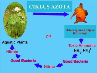 CIKLUS AZOTA
Ostaci uginulih biljaka
ili životinja
 