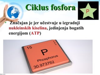 Ciklus fosforaCiklus fosfora
Značajan je jer učestvuje u izgradnji
nukleinskih kiselina, jedinjenja bogatih
energijom (ATP)
 