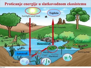 Toplota
Proticanje energije u slatkovodnom ekosistemu
Autotrofi
Heterotrofi
 